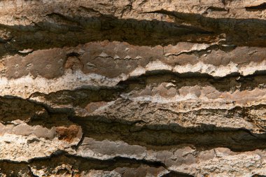 Günlük yüzey yapısı. Engeller ve kütükler. Aşırı sömürü, ormanların yok olmasına neden olur. Çevreyi ve sürdürülebilirliği tehlikeye atar. Kereste sanayii afişi