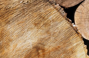 Günlük yüzey yapısı. Engeller ve kütükler. Aşırı sömürü, ormanların yok olmasına neden olur. Çevreyi ve sürdürülebilirliği tehlikeye atar. Kereste sanayii afişi