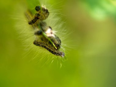 Meşe ağacında yuva meşesi tırtılı (Thaumetopoea prossionea). Zehirli kıllar insan derisi ve akciğerleri için tehlikelidir. Bu da kızarıklığa, tahrişe ve astıma neden olur.