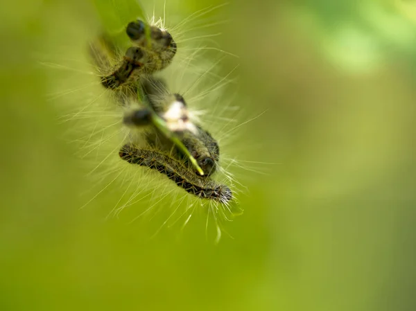 Nid Chenille Processionnaire Chêne Thaumetopoea Processionea Dans Chêne Les Poils — Photo