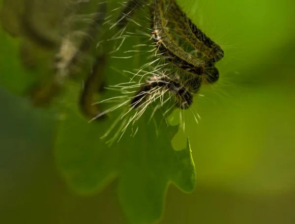 Gąsienica Procesyjna Dębu Gnieżdżonego Thaumetopoea Processionea Dębie Trujące Włosy Niebezpieczne — Zdjęcie stockowe