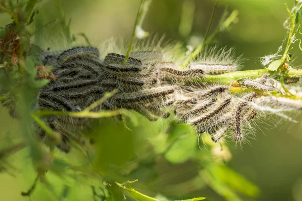 Гнездо Дубовой Гусеницы Thaumetopoea Procephoonea Дубе Ядовитые Волосы Опасны Кожи — стоковое фото