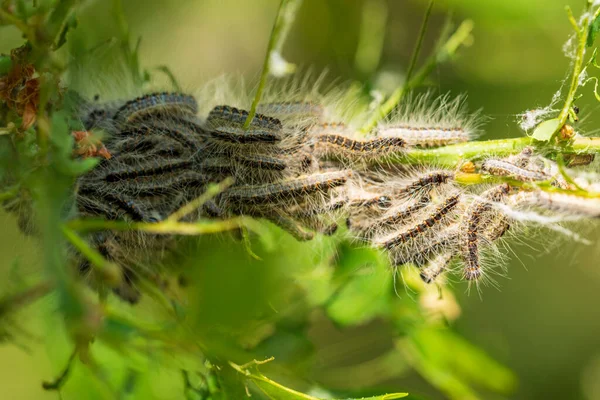 Nid Chenille Processionnaire Chêne Thaumetopoea Processionea Dans Chêne Les Poils — Photo