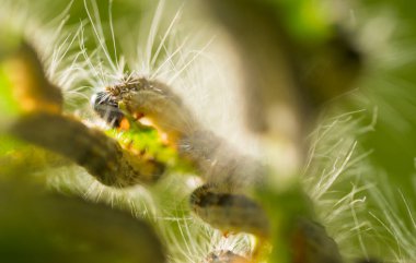 Meşe ağacında yuva meşesi tırtılı (Thaumetopoea prossionea). Zehirli kıllar insan derisi ve akciğerleri için tehlikelidir. Bu da kızarıklığa, tahrişe ve astıma neden olur. Seçici odak