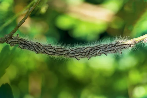 Nid Chenille Processionnaire Chêne Thaumetopoea Processionea Dans Chêne Les Poils — Photo