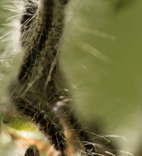 Oruga Procesionaria Roble Nido Thaumetopoea Procsionea Roble Los Pelos Venenosos — Foto de Stock