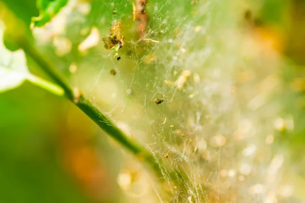 Nid Chenille Processionnaire Chêne Thaumetopoea Processionea Dans Chêne Les Poils — Photo