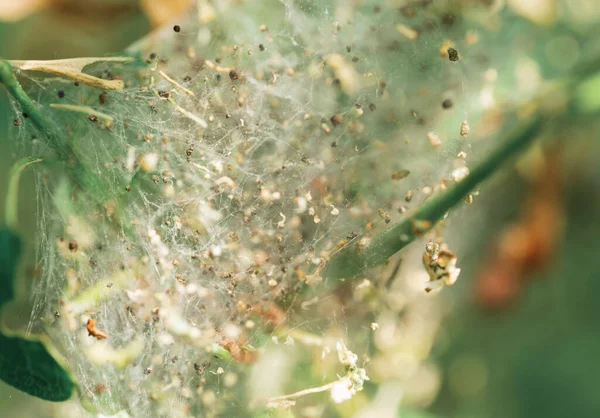 Nid Chenille Processionnaire Chêne Thaumetopoea Processionea Dans Chêne Les Poils — Photo