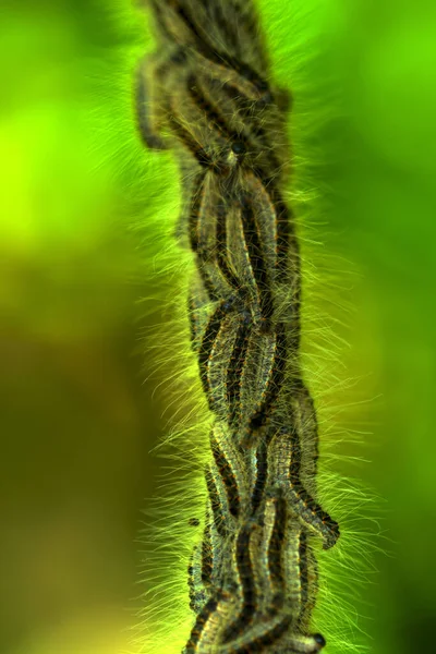 Oruga Procesionaria Roble Nido Thaumetopoea Procsionea Roble Los Pelos Venenosos — Foto de Stock