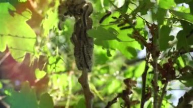 Meşe ağacında yuva meşesi tırtılı (Thaumetopoea prossionea). Zehirli saçlar insanlar için tehlikelidir. 