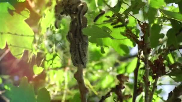 Nest Processionär Larv Thaumetopoea Processionea Giftiga Hår Farliga För Människor — Stockvideo