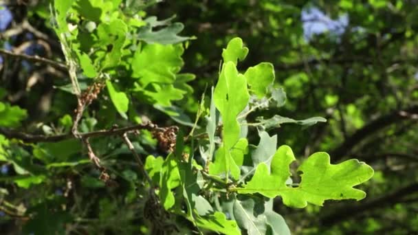 Roble Árboles Infestados Larvas Procesionarias Thaumetopoea Procsionea Orugas — Vídeos de Stock