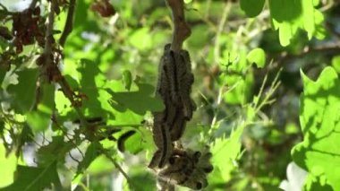 Yuva meşesi tırtılı (Thaumetopoea prossionea) bir meşe ağacında