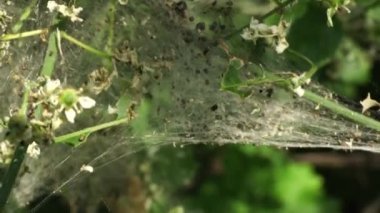 Meşe ağacında yuva meşesi tırtılları. Zehirli tırtıl istilası vebası.