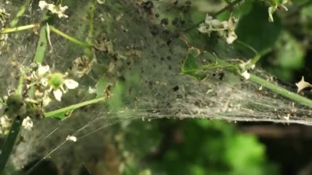 Fészkes Tölgyfa Felvonulás Hernyó Egy Tölgyfa Mérgező Hernyó Fertőzés Pestis — Stock videók