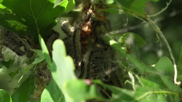 橡树上布满了幼虫毛虫 有毒毛虫成灾瘟疫 — 图库视频影像