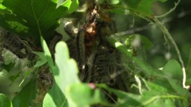  Meşe ağaçları larva tırtıllarıyla istila edilmiş. Zehirli tırtıl istilası vebası