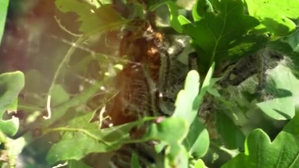 아카시아 나무에 애벌레가 들끓었다 애벌레가 재앙을 초래하다 — 비디오