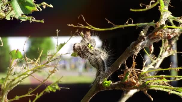 Fully Damaged Oak Tree Leaves Toxic Caterpillar Infestation Plagues Oak — Stock Video