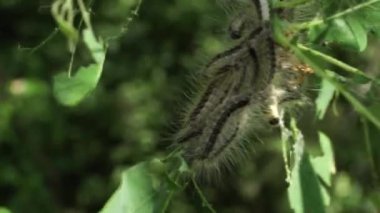 Zehirli tırtıl istilası meşe ağaçlarını istila eder. Ekolojik bir sorun. Tamamen hasarlı meşe ağacı yaprakları.