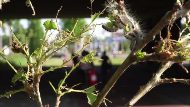 Ядовитые Гусеницы Заражают Дубы Экологическая Проблема Полностью Поврежденные Листья Дуба — стоковое видео