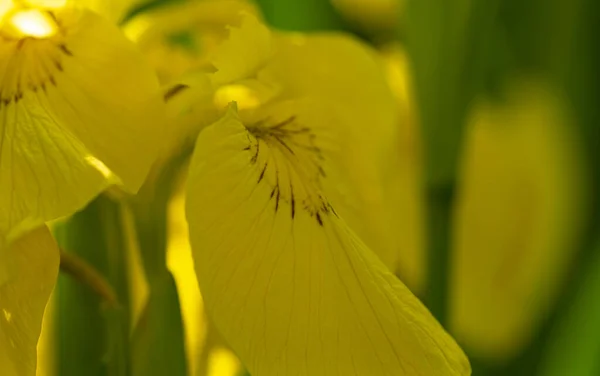 春花背景 黄色的虹膜野花 叶在沼泽地中 有选择的重点 — 图库照片