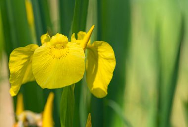 Bahar çiçeği arka planı. Bataklıkta yaprakları olan sarı iris kır çiçeği. Seçici odak