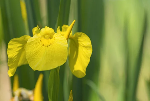 Frühling Blume Hintergrund Gelbe Iris Wildblume Mit Blättern Sumpfland Selektiver — Stockfoto