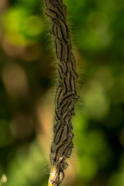 Oruga Procesionaria Roble Nido Thaumetopoea Procsionea Roble Los Pelos Venenosos — Foto de Stock