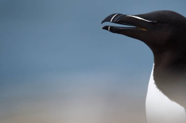 Razorbill portre, Seabird.