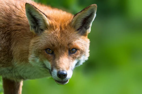 Bela raposa vermelha — Fotografia de Stock