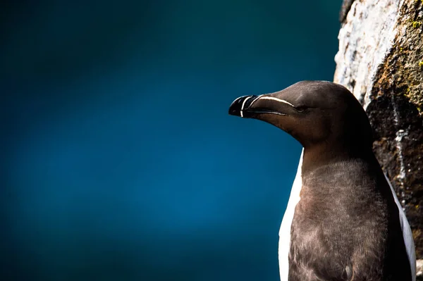 オオハシウミ ガラスの肖像画、海鳥. — ストック写真