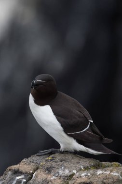 güzel razorbill kuş