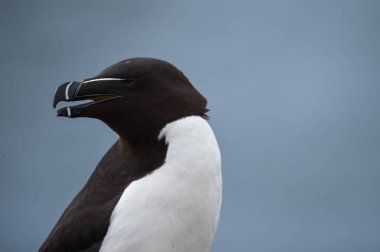 güzel razorbill kuş