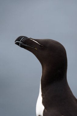 güzel razorbill kuş