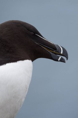 güzel razorbill kuş