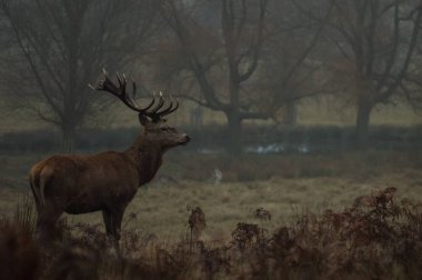 güzel Kızıl geyik