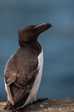 güzel razorbill kuş