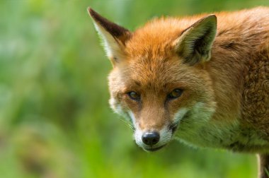 güzel Kızıl Tilki