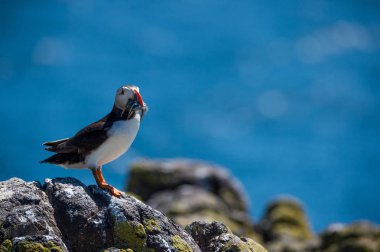 Martı Gaga balık ile
