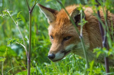 güzel Kızıl Tilki