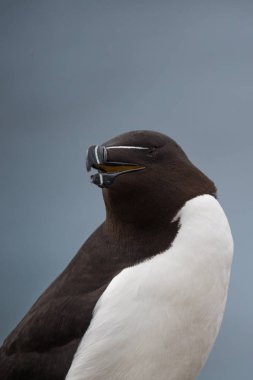 güzel razorbill kuş