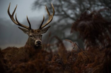 güzel Kızıl geyik