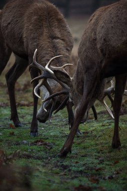 güzel Kızıl geyik