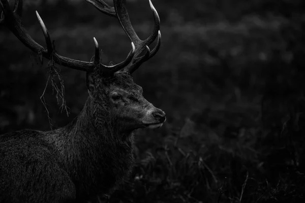 Beau cerf rouge — Photo