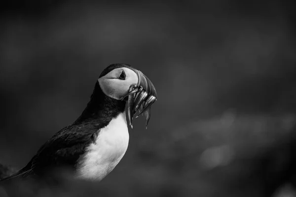 Puffin com peixe no bico — Fotografia de Stock