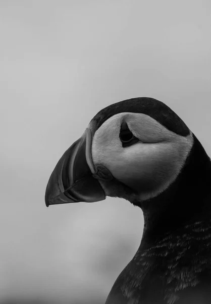 Krásný puffin pták — Stock fotografie