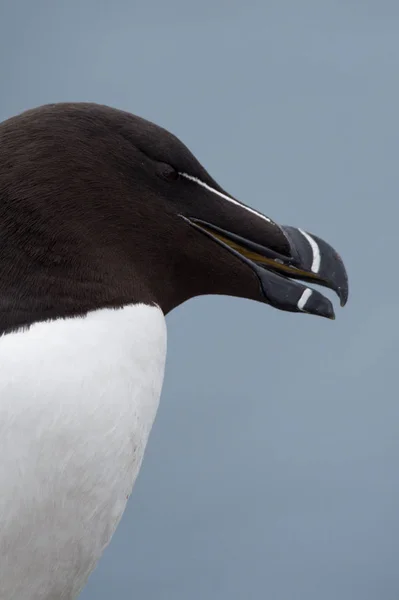 Belo pássaro razorbill — Fotografia de Stock