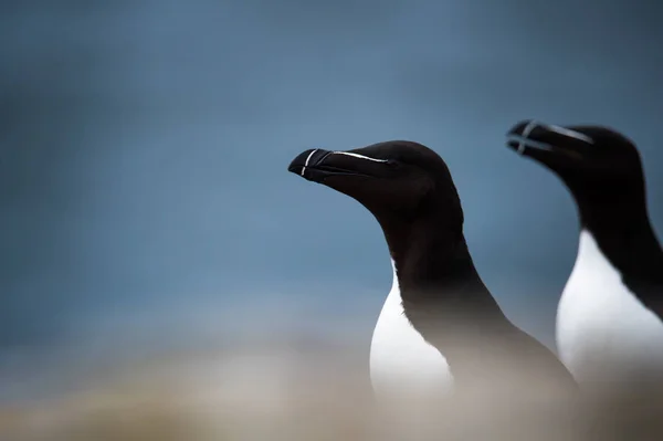 美しいオオハシウミ ガラス鳥 — ストック写真