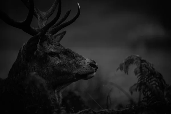 美丽的红鹿 — 图库照片